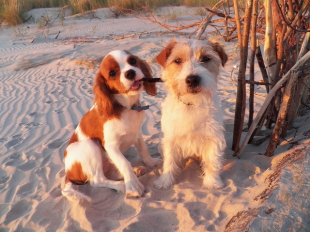 Nela i Alabama nad morzem