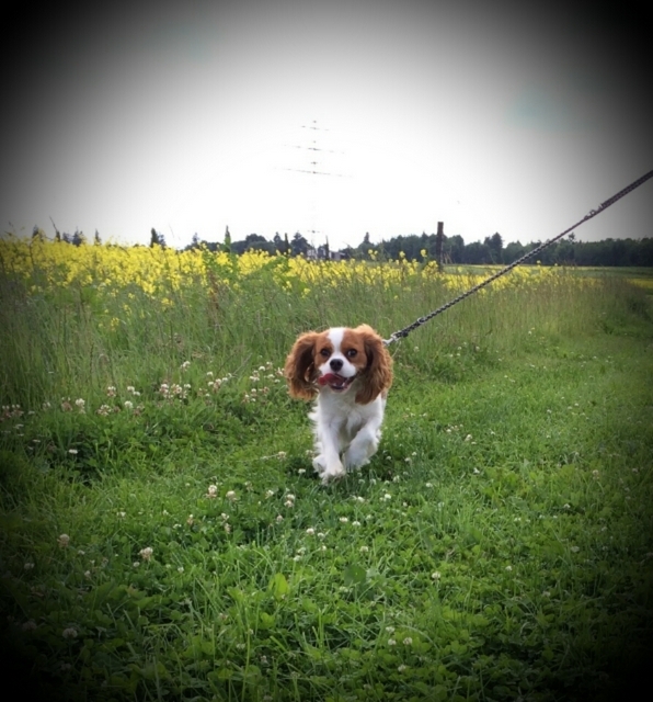 Lili (UT Filadelfia)