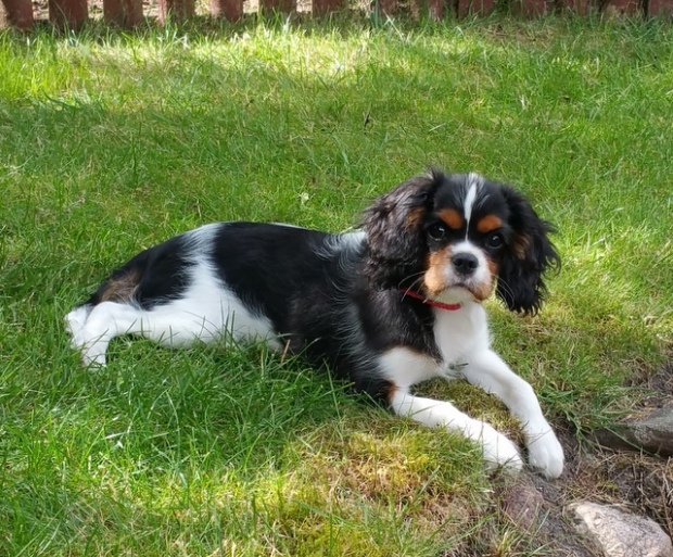 Lilly (UT GIRL FROM ARIZONA) 3,5 miesiąca