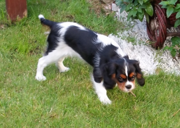 Lilly (UT GIRL FROM ARIZONA) 3,5 miesiąca