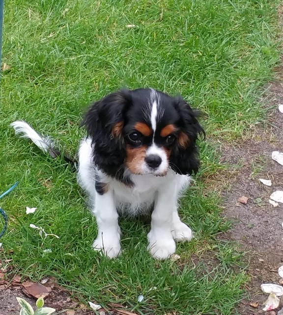 Lilly (UT GIRL FROM ARIZONA) 3,5 miesiąca