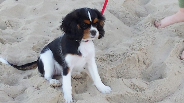 Lili (3,5 miesiąca) nad morzem