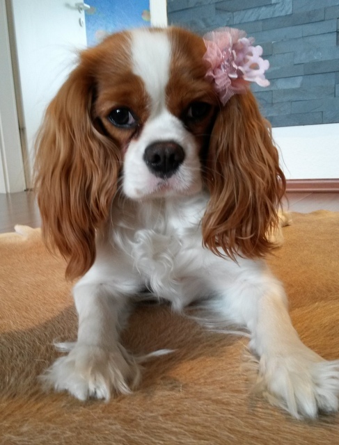 Lili (UT Filadelfia) 1rok