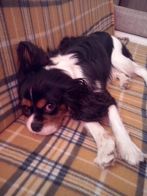 Abi ( GOTHAM CITY United Tails) 8 miesięcy