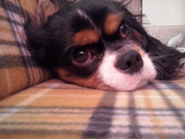 Abi ( GOTHAM CITY United Tails) 8 miesięcy