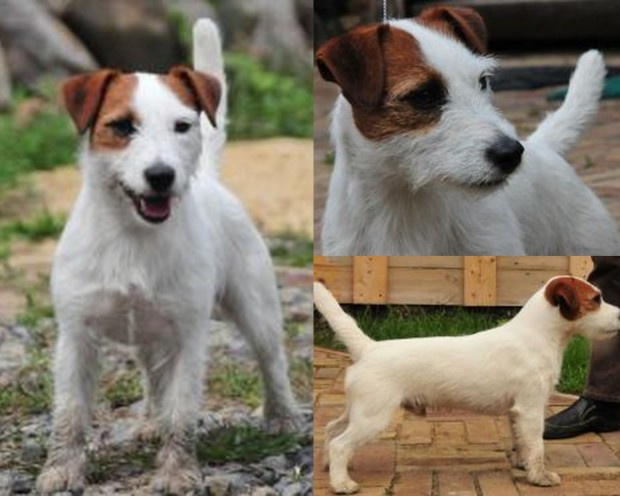 Gaweł Frifro-Figlarski