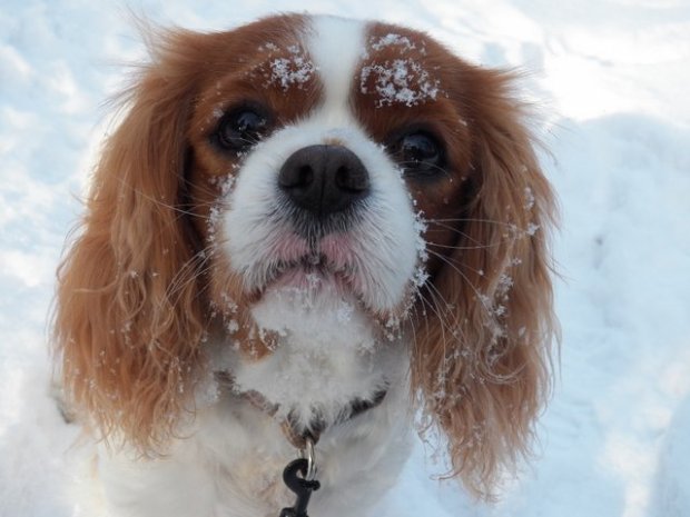 lejdi-zimowy portret