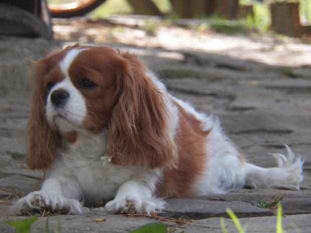 Lejdi (FIONA Gorcorgi) 7 lat