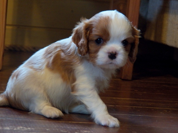 United Tails GIRL OF ALABAMA