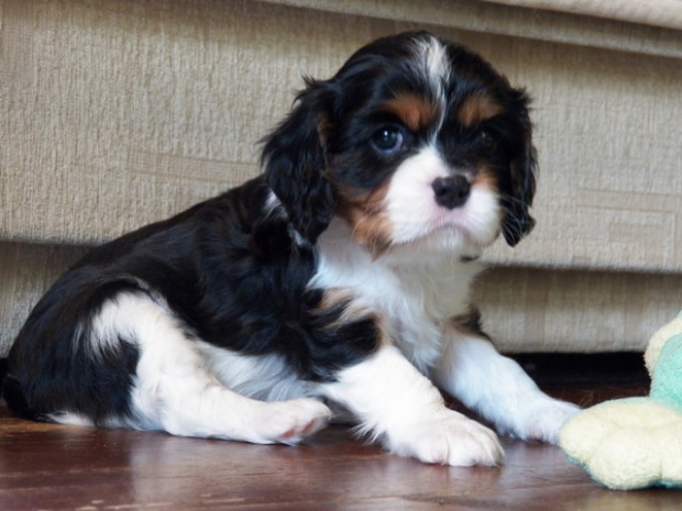 Unite Tails GOTHAM CITY