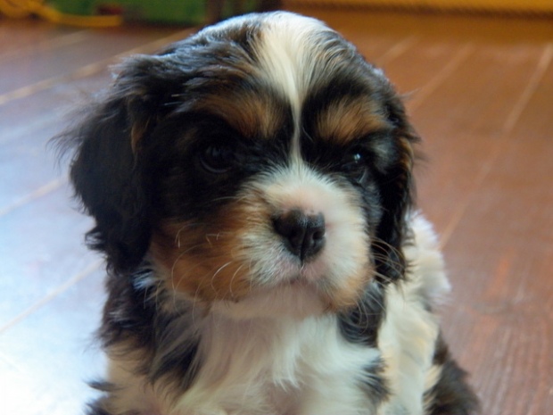 United Tails GIRL OF ARIZONA