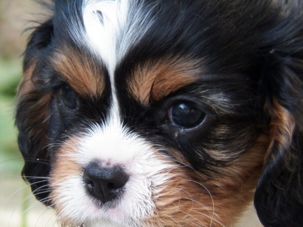 UT GIRL FROM ARIZONA 6 tygodni