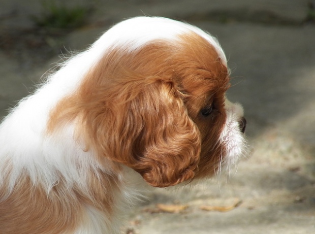 UT GIRL FROM ALABAMA 6 tygodni