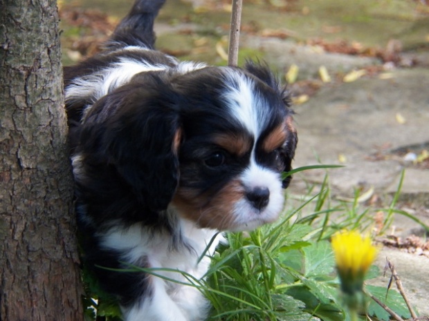 UT GIRL FROM ARIZONA 6 tygodni