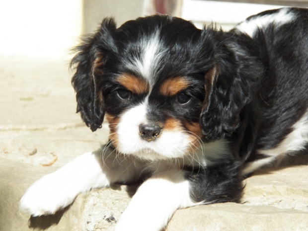 UT GOTHAM CITY 6 tygodni