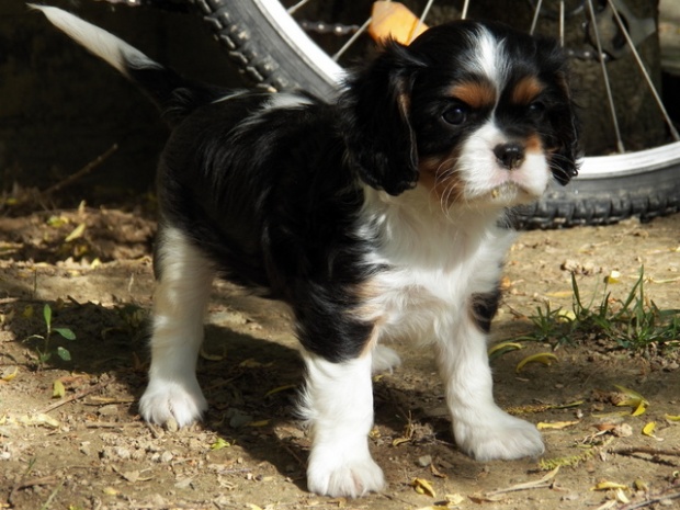 UT GOTHAM CITY 6 tygodni