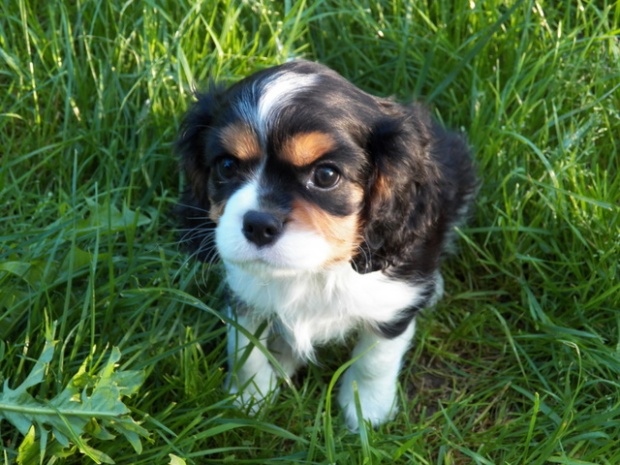 Abi - ostatni dzień w domu