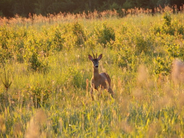 koziołek w świetle wschodzącego słońca