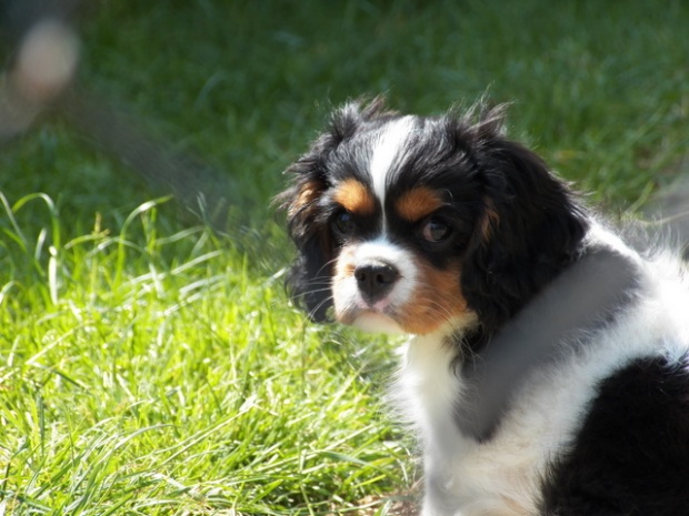 Lilly (UT GIRL FROM ARIZONA) 11,5 tygodnia