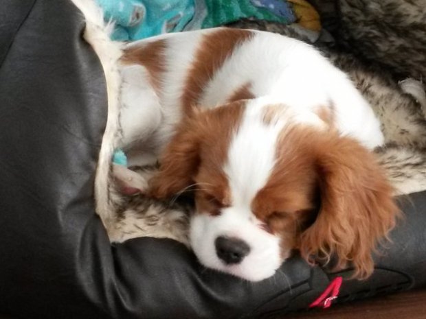 Lili (UT Filadelfia)