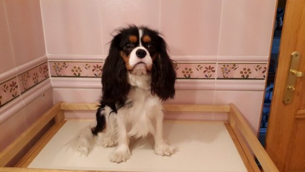 Gaudi (United Tails EATON) 1,5 roku