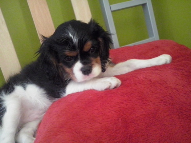 Abi (UT GOTHAM CITY)