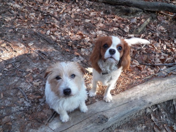 las 3.01 Alabama i coraz okrąglejsza Nela