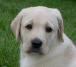 UT Arkansas, 7 tygodni