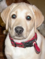 UT Arkansas 10,5 tygodnia