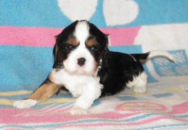 UT DENVER 1 miesiąc (zarezerwowany)