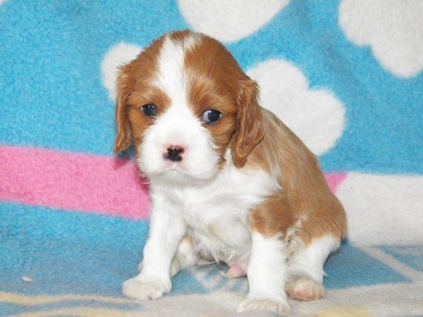 UT DETROIT 1 miesiąc