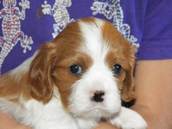 UT DETROIT 1 miesiąc