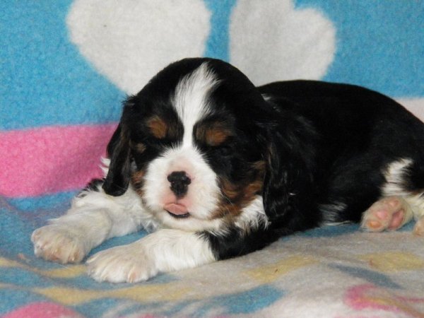 UT DALLAS 1 miesiąc