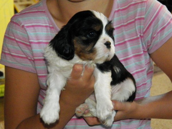 UT DALLAS 1 miesiąc