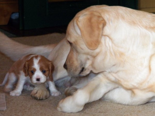 UT DETROIT 5 tygodni (zarezerwowany)