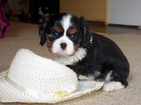 UT DALLAS 5 tygodni (zarezerwowany)