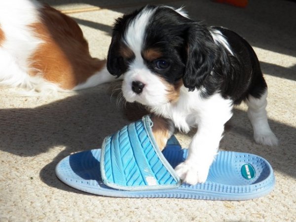 UT DENVER 5 tygodni (zarezerwowany)