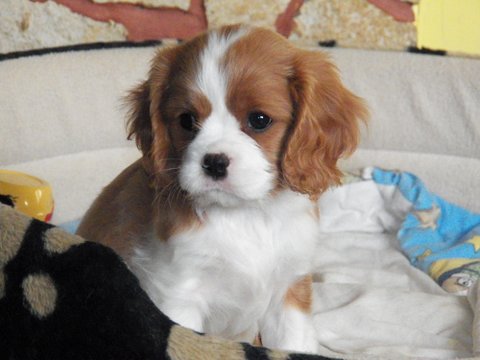 UT DETROIT 8 tygodni