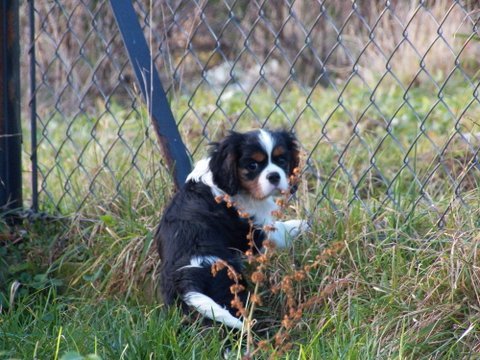 UT DALLAS 10 tygodni