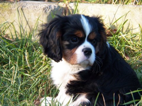 UT DALLAS 10 tygodni