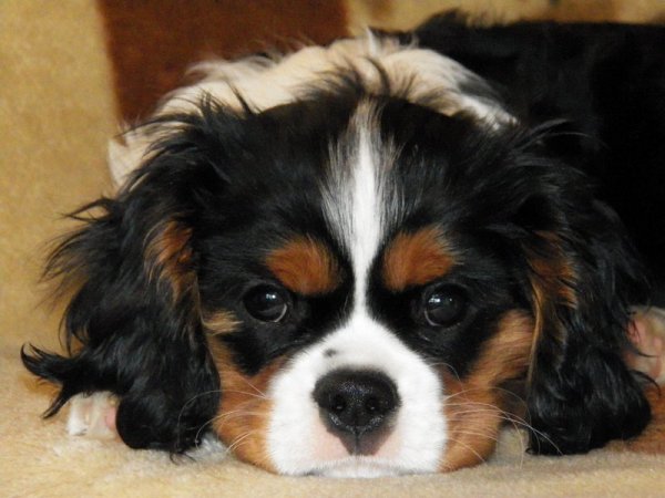 UT DALLAS 3 miesiące