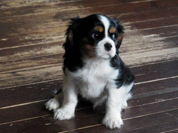 Bąbel (UT EATON) 2 miesiące